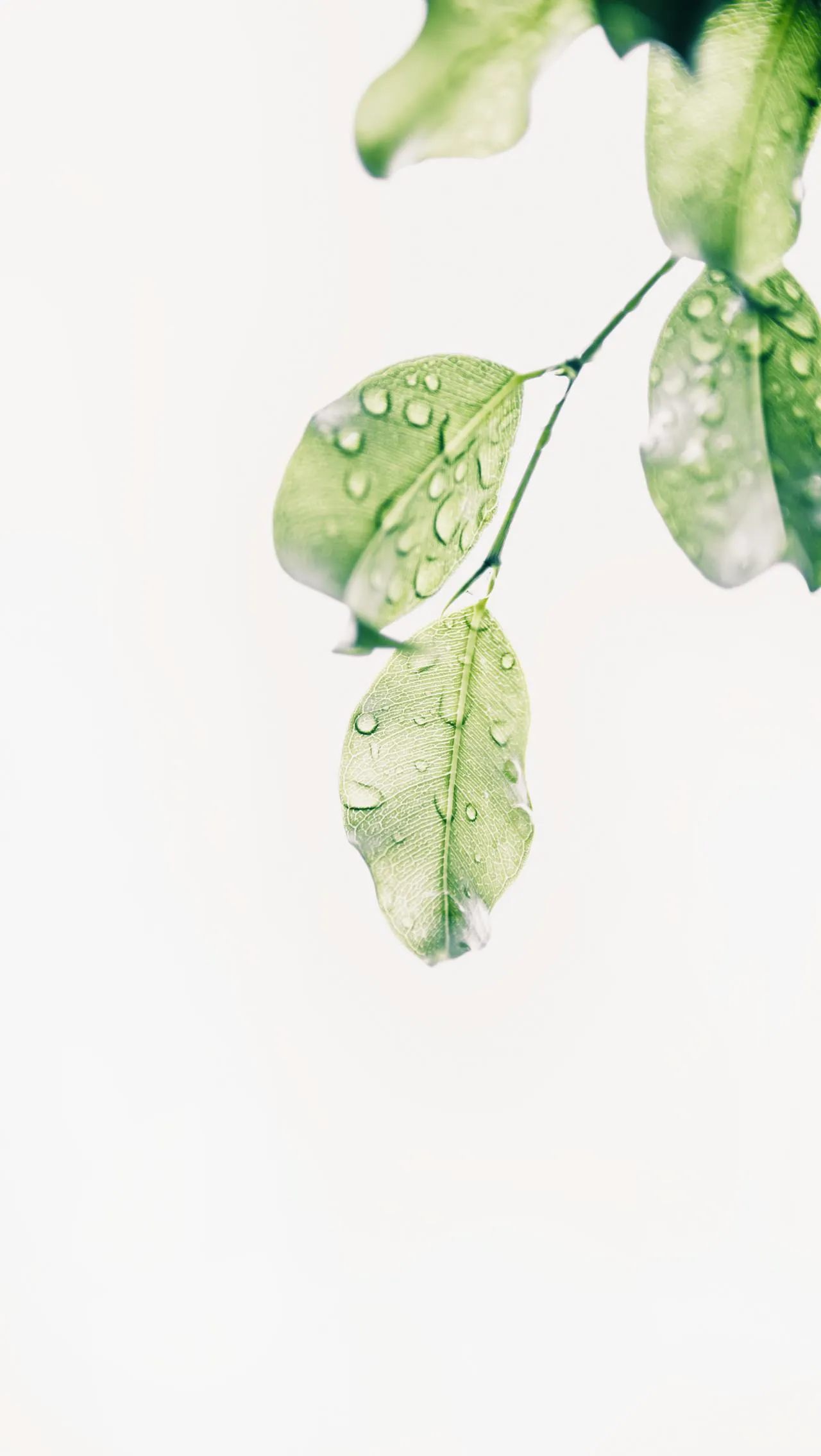 leaves with a white background and water droplets on them